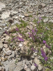 Vicia tenuifolia