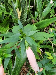 Malvaviscus penduliflorus