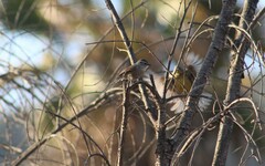 Leptasthenura aegithaloides