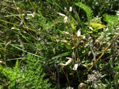 Cerastium semidecandrum