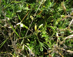 Cerastium semidecandrum