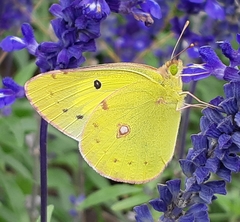 Colias