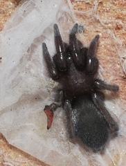 Scotophaeus scutulatus