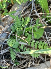 Ornithopus perpusillus