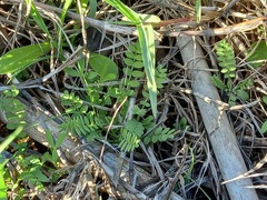 Ornithopus perpusillus