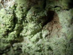 Chaenotheca stemonea