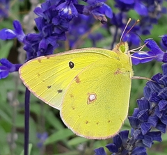 Colias