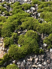 Syntrichia papillosa