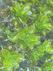Syntrichia papillosa