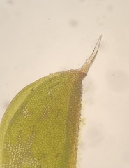Syntrichia papillosa