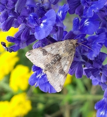 Heliothis