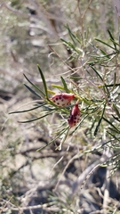 Psorothamnus