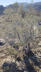 Psorothamnus