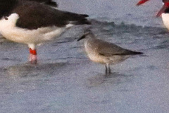 Calidris canutus