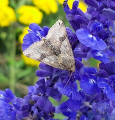 Heliothis