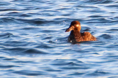 Melanitta perspicillata