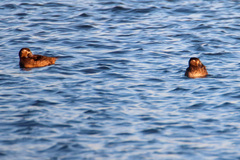 Melanitta perspicillata