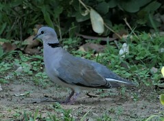 Streptopelia capicola