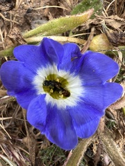 Nolana paradoxa