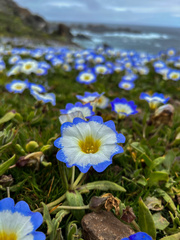 Nolana paradoxa