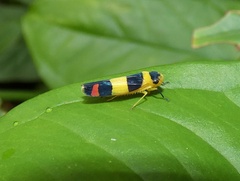 Janastana distinguenda