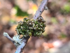 Tuckermanopsis sepincola