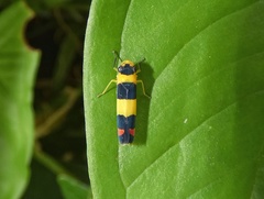 Janastana distinguenda