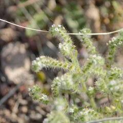 Johnstonella angustifolia