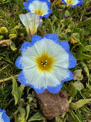 Nolana paradoxa
