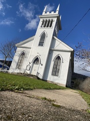 Syntrichia papillosa
