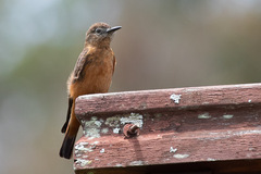Hirundinea ferruginea