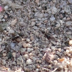 Veromessor pergandei