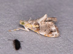 Glaphyria basiflavalis