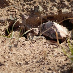 Veromessor pergandei