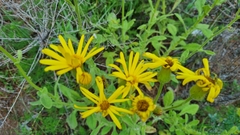 Senecio selloi