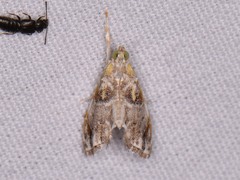 Glaphyria basiflavalis