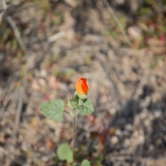 Sphaeralcea coulteri