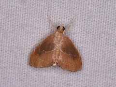 Glaphyria peremptalis