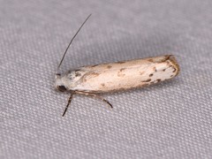 Ethmia bittenella