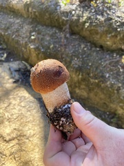 Leccinum manzanitae
