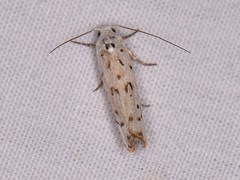 Ethmia bittenella