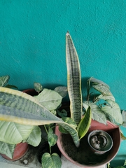 Sansevieria trifasciata