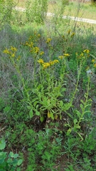 Senecio selloi