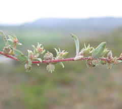 Atriplex pacifica