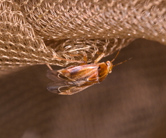 Agnocoris