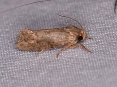 Acrolophus piger