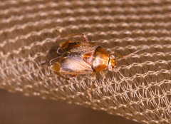 Agnocoris