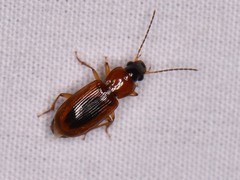 Stenolophus dissimilis