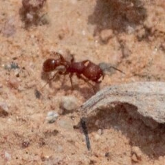 Pogonomyrmex pima