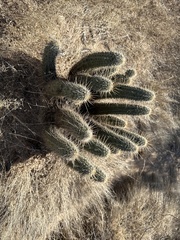 Echinocereus engelmannii